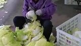 娃娃菜是这样剥出来的