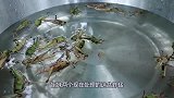越南姐妹野外炸“蚱蜢”，做法有点特殊，一口下去香脆诱人！