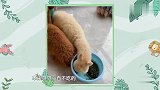 因为同伴去世，羊驼贝贝不愿意进屋睡，爸爸心里也很苦恼啊