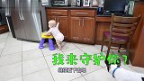 萌娃拖着椅子学习走路，狗狗默默在后面守护，画面太暖了