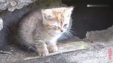 小野猫寸步不离守在家，只为等妈妈回来，看到妈妈一刻超萌