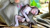 小猴子因为没有奶水喝，活生生被饿得奄奄一息了，太可怜