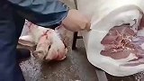 这肉那叫一个棒啊，看着生肉都十分有食欲