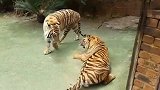 两只老虎打架，一只往地上一躺是在撒娇吗