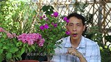 养三角梅，这2样东西选对了，用对了，三角梅每次开花都能爆盆！