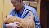 猫：谁还不是个宝宝，我也要哄着睡觉！