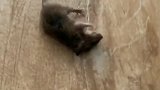 老鼠猫大哥你放过我吧，我们当老鼠也不容易呀！