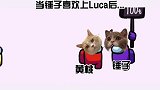 因为黄桃不会说话 锤子移情别恋了哈哈哈哈哈哈哈哈哈哈luca小胖子 黄桃不是猫 沙雕 迷惑行为大赏