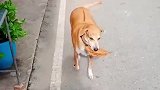 狗子看大家都拿着东西换肉丸，于是也试着叼来了树叶