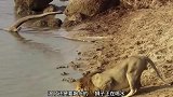 河马被狮群围攻，一声怒吼吓退狮子，狮子：我啥时候这么怂了！