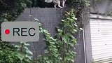 二哈被野猫欺负欲复仇，却被猫吓到真是又菜又爱玩