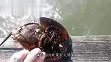 它拥有“蓝色血液”,比黄金都贵,价值更是不可限量！