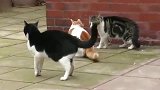 狸花猫找橘猫打架，橘猫一个后空翻看呆黑猫