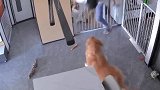 实在不好意思，让猫猫狗狗见笑了