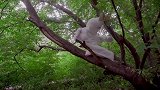 我的世界MC动画：胡萝卜争夺战