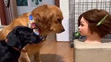 狗：谁先眨眼谁是狗！