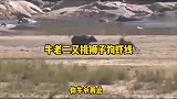 牛老二带孩子遇到狮子追捕，还好救兵及时赶到，雄狮草率了