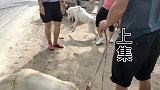 “双胞胎”拉布拉多，要价500一只一分不少，旁边大哥趁机捡漏