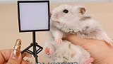 我的仓鼠有迷你摄影棚了！第一次给仓鼠拍迷你写真！你们觉得哪套