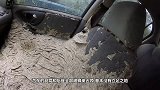 恐怖！轿车遭大量胡蜂入侵整个车厢变巨型蜂巢