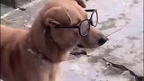 狗子戴上眼镜都显得有文化了