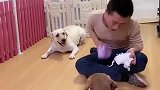 拉布拉多老四太损了，它自己把拖把弄坏了，让小迷糊给它背黑锅