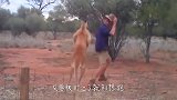 爱犬被袋鼠绑架，主人救狗心切上去一拳，袋鼠当场懵了