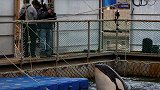 俄罗斯出现“鲸鱼监狱”，100多头鲸鱼被困水槽，结果懵逼了