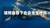 如果人被鲸鱼吞了下去，还能活下吗？被鲸鱼吞下去，会发生什么呢