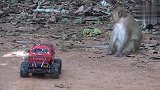空降一台玩具车，猴仔玩的不亦乐乎，调皮的猴仔