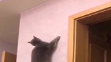猫咪是位武林绝世高手，这飞檐走壁的绝技，太厉害了！