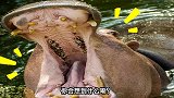 搞笑小动画：看到河马的嘴，老牛竟想到了丈母娘要彩礼狮子大开口