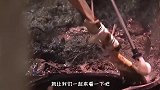 玉米地频繁遭到破坏，村民报警后，专家从地下出土一吨黄金