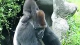 当猩猩爸爸带孩子，猩爸一脸生无可恋