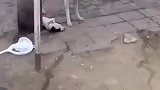 狗狗的无助感动了我们