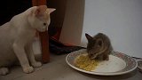 初生牛犊不怕虎，小猫抢了大猫食物，还对大猫张牙舞爪