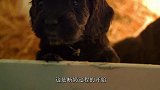 小狗与小猫的奇妙世界，小奶狗们吃饭，不料有一只还被挤了出去