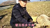 烧牛粪不臭吗？大叔放牧区亲测，味道怎么样
