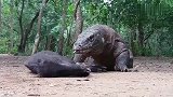 科莫多巨蜥和野猪，野猪在它面前太渺小了