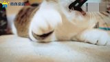 近距离感受一下毛绒绒的小猫咪爪子，每走一步都踩中了我的小心心