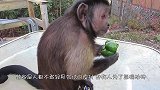 猴子禁不住游客引诱，三罐啤酒下肚，下一秒反应大家憋住别笑！