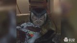 养了一只丑萌的猴是种什么体验？