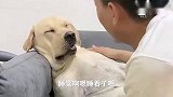 主人让狗狗老四演个“酒鬼”，老四入戏太深，难以自拔