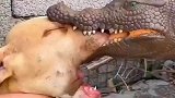 鳄鱼咬住比特犬的嘴不放，完全是血脉压制呀！