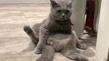 猫：下雨天没生意，在门口帮麻麻拉客！