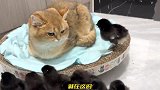 21天才孵化出来的小鸡，却被猫咪搂在怀里，鸡爸爸的反应耐人寻味