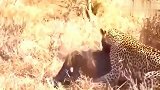 猎豹正在吃野猪，不料野猪突然复活，下一秒让所有人傻眼