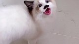别人家的猫叫好好听，我家的猫叫...一言难尽萌宠出道计划萌宠猫尼尼酱的小可爱
