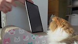 玩平板的猫咪，这认真的样子，笑得我都岔气了！