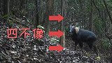 前方“四不像”出没！广东始兴拍下中华鬣羚清晰影像